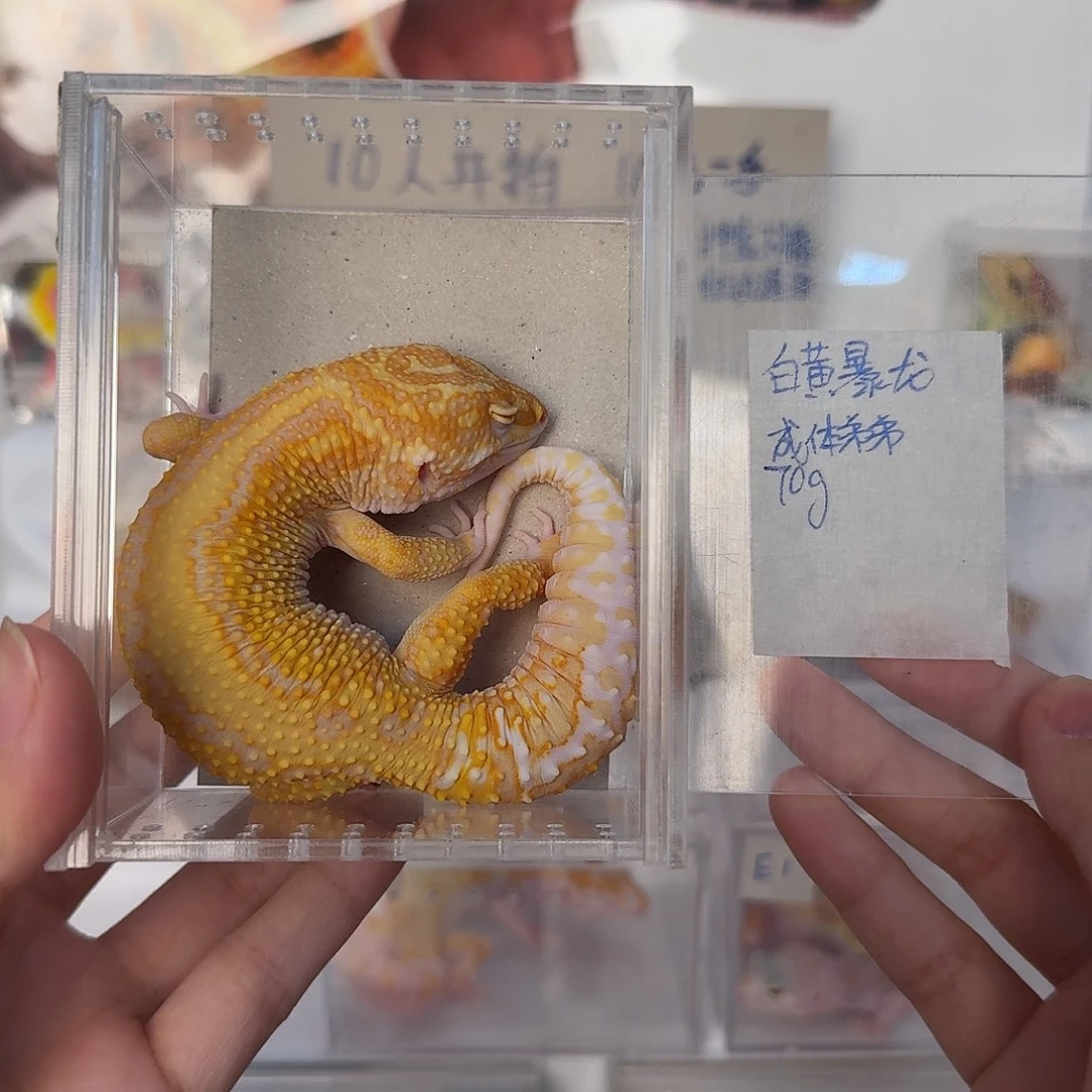 豹纹守宫白黄暴龙，成体弟弟70g