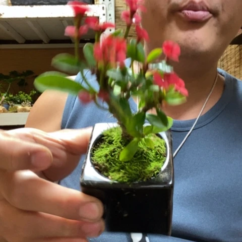 红陶一物一拍所见即所得247