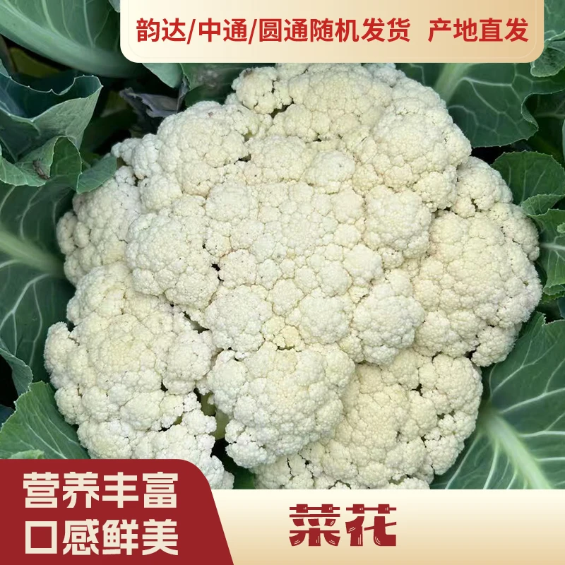 【韵达快递】农户菜花
