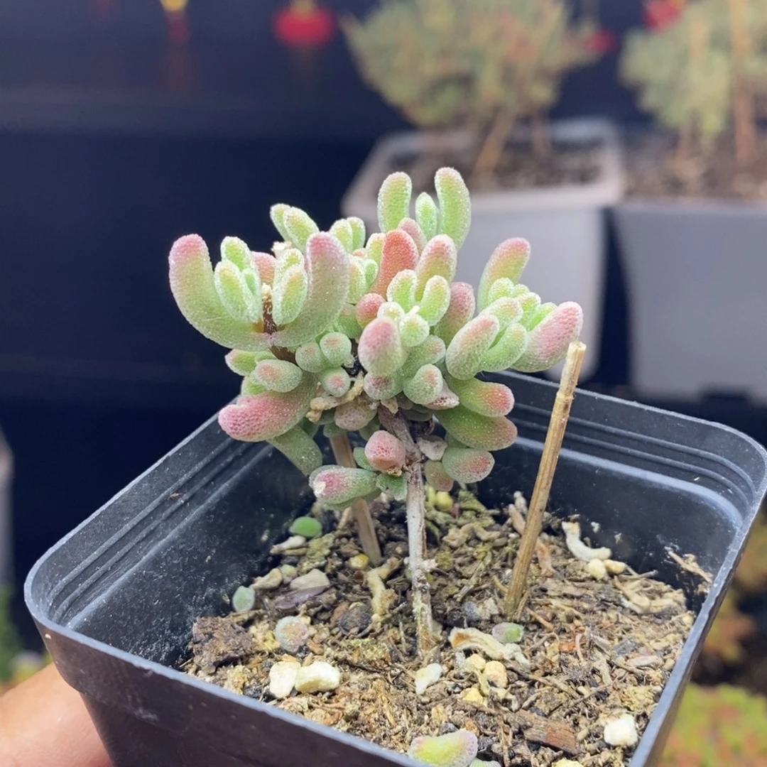 202号实生红叶枝干多肉