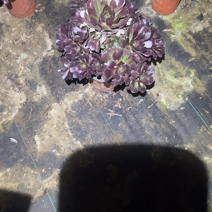 不包侧枝一物一拍32