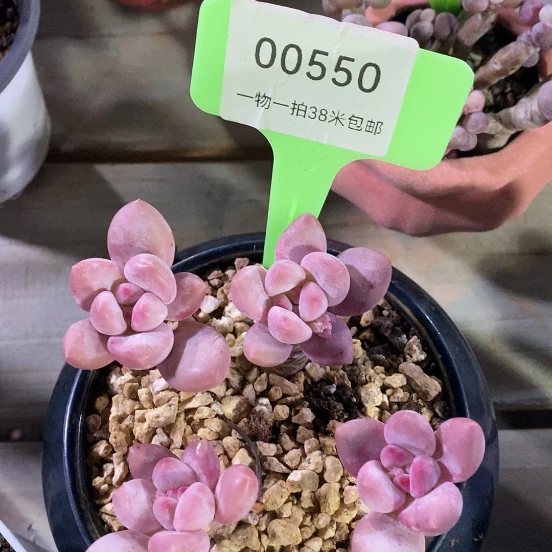 00550奥体看咯哦哦