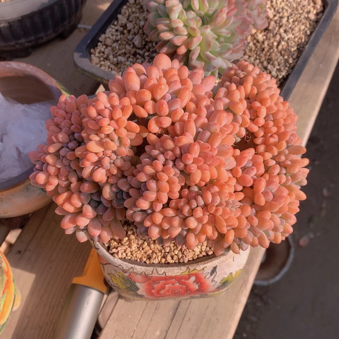 逸园精品多肉植物