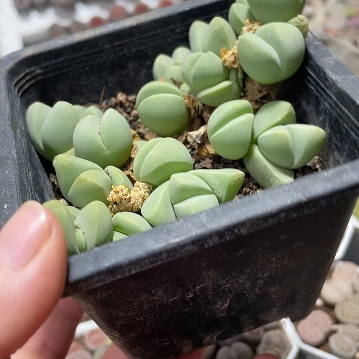 大部分花苞少量开放秋琴玉一盒带盆土