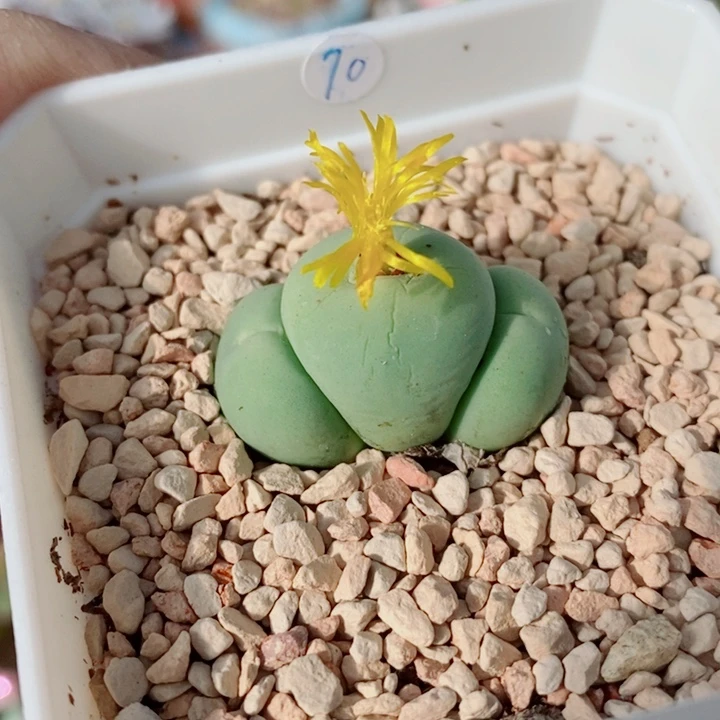 生石花花花花花花324