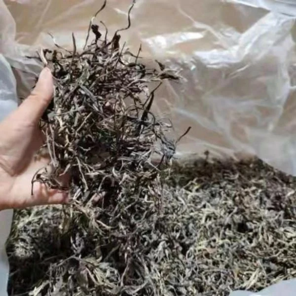 《鸡嘴壳小叶》生茶500克