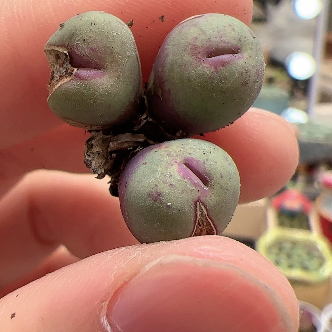 【闪购商品】85 福利