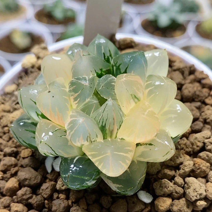 【闪购商品】84糊斑北极