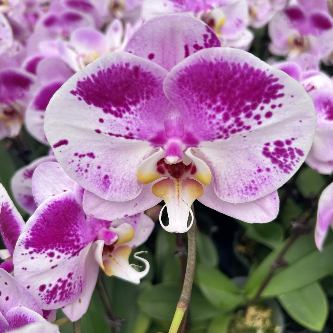 爆花（功夫熊猫2）福利款