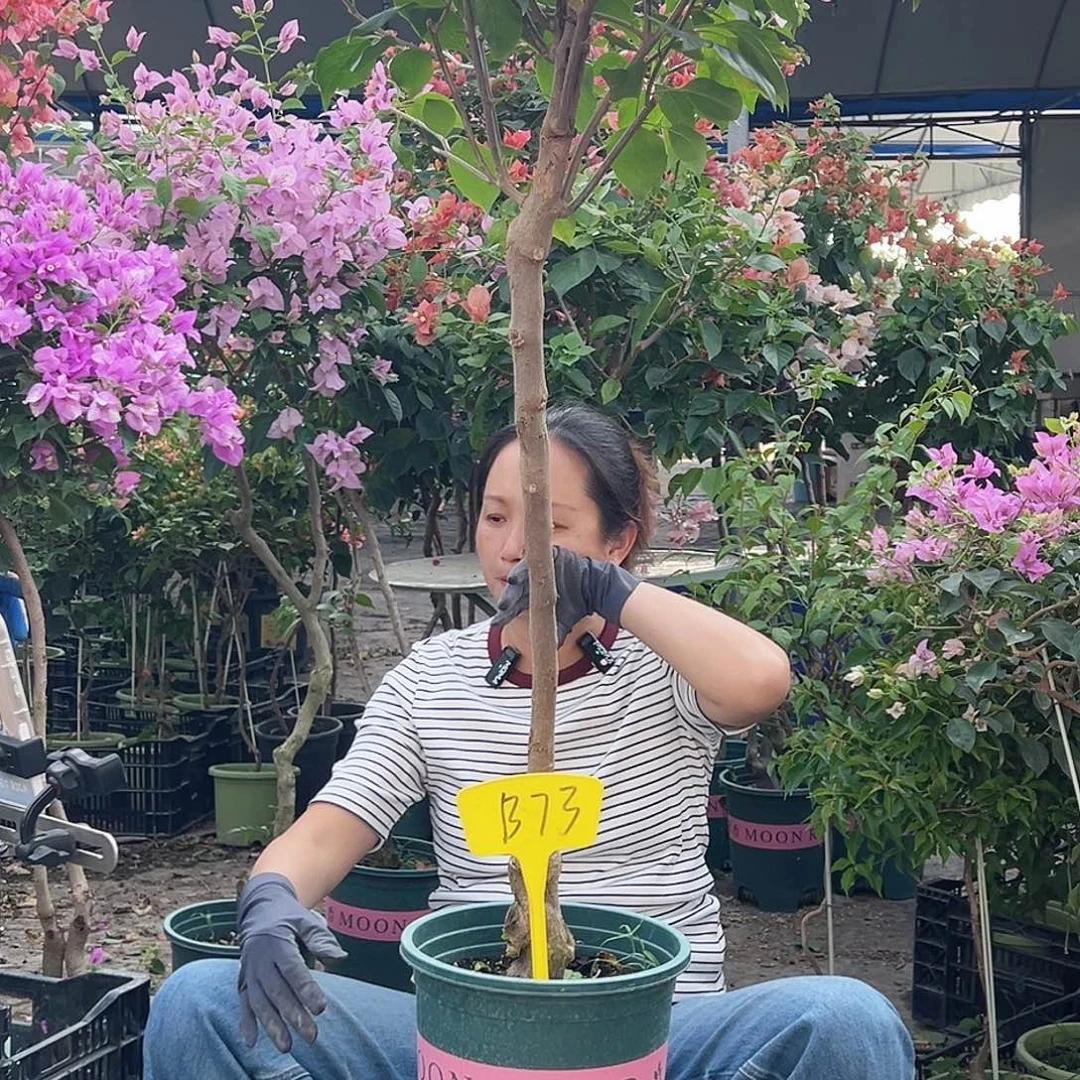 h***大部分花苞少量开放B73阿达喜悦