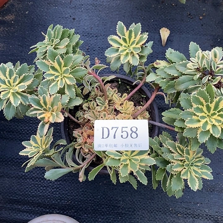 758亚特兰蒂斯多肉
