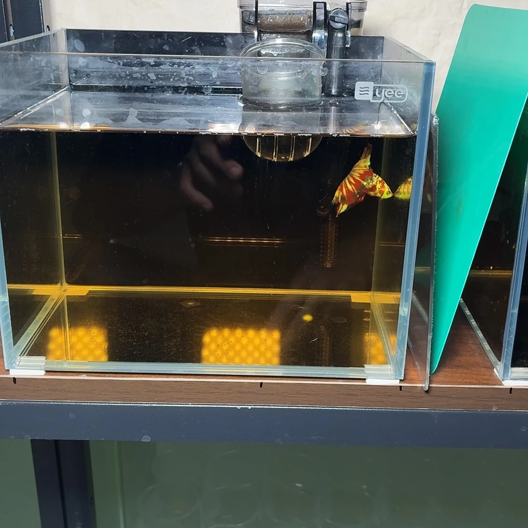 斗鱼彩金红魔半月