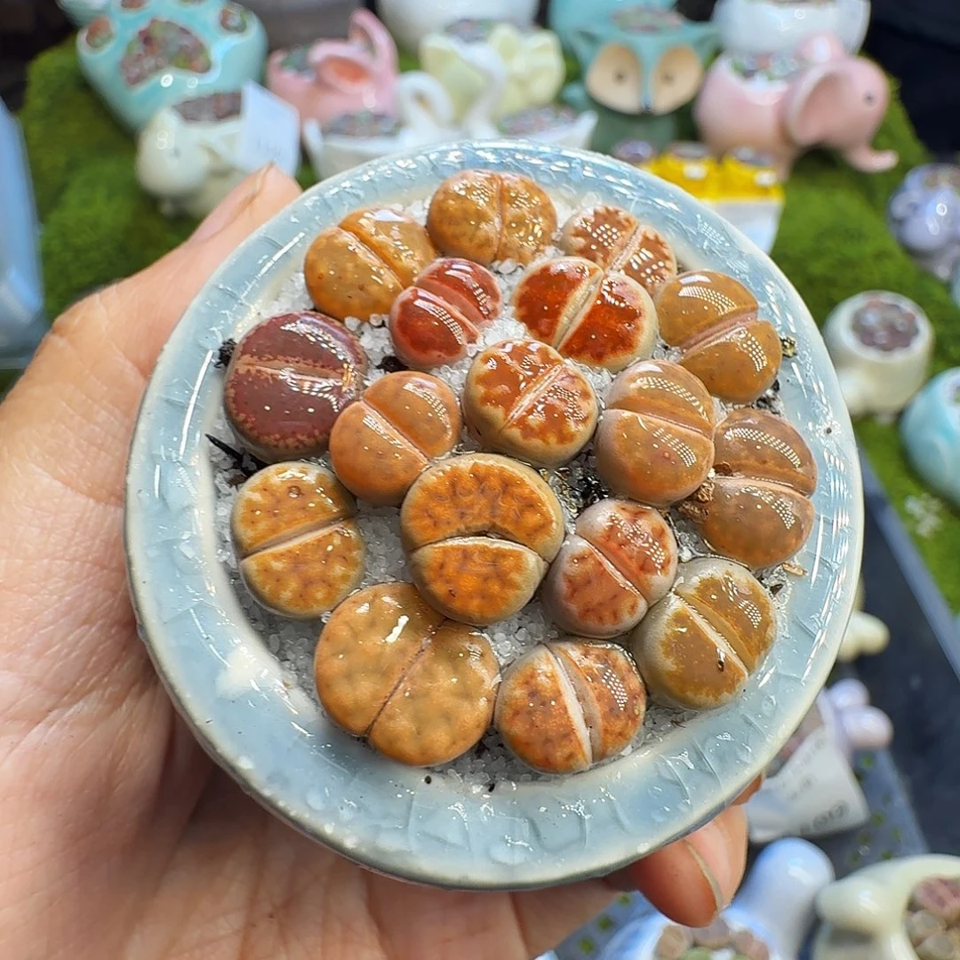 多肉植物福利冲1144