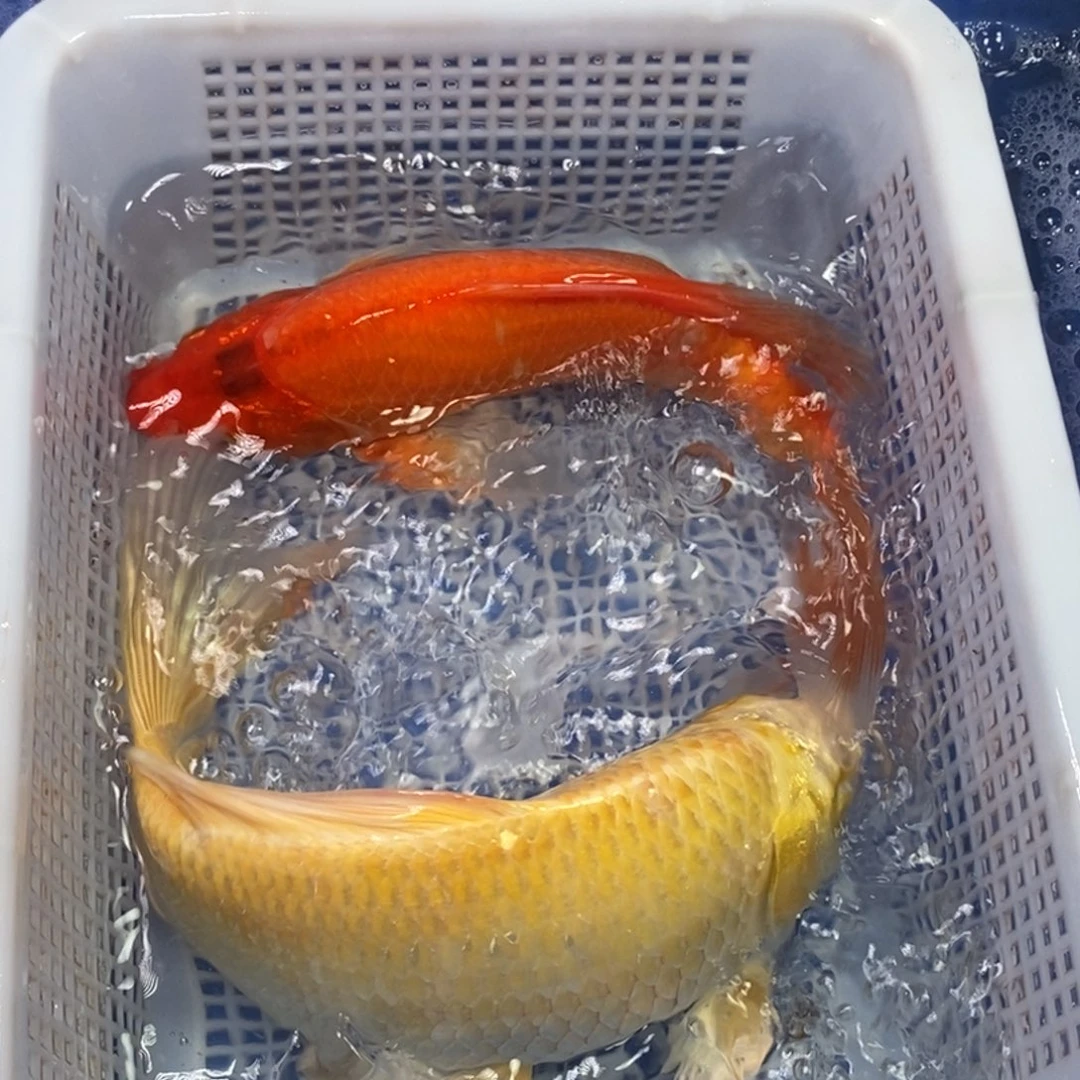 锦鲤冷水锦鲤包邮