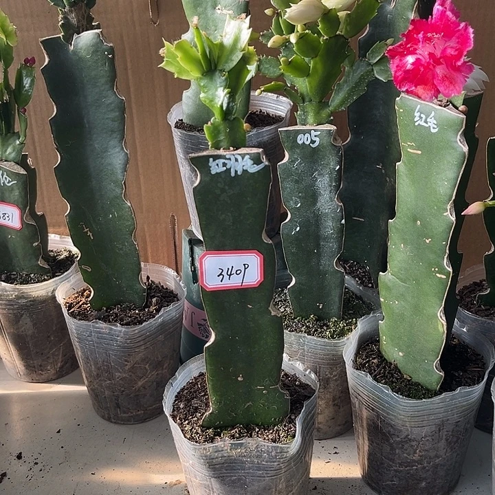 沐***风当前无花朵，栽培后可花朵红羽毛