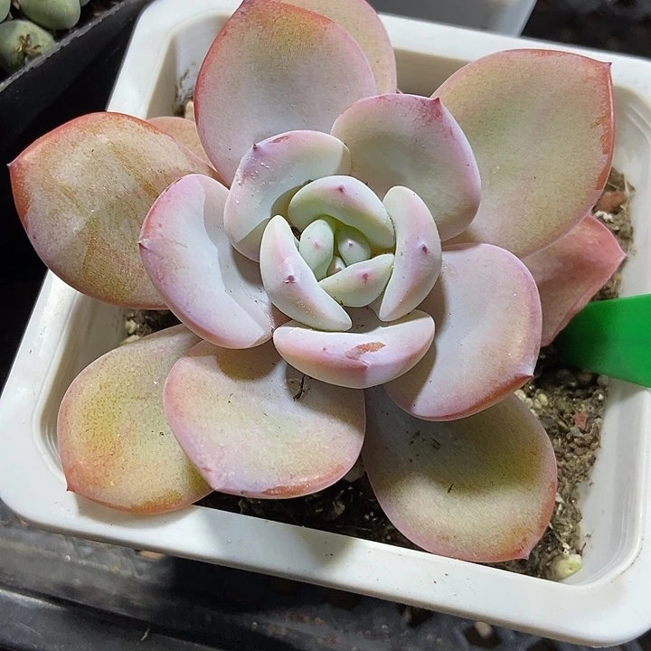 多肉植物韩版奶茶1677