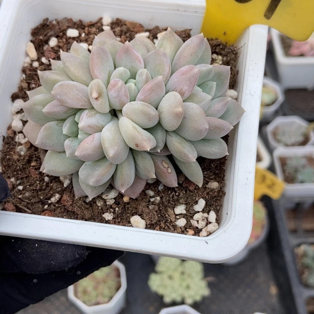 1101奶糖多肉植物多肉