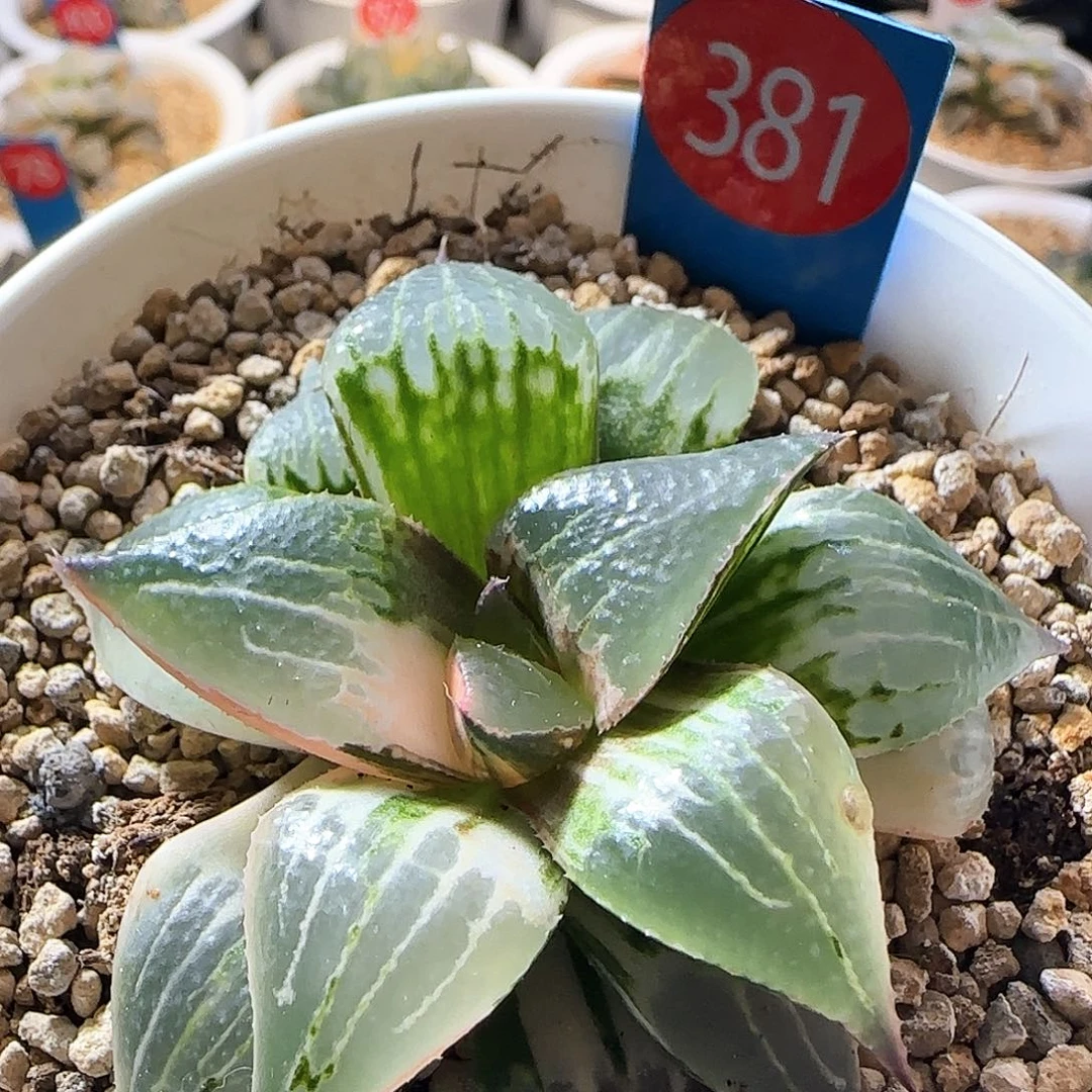 381号酒吞童子锦一物一拍带盆土