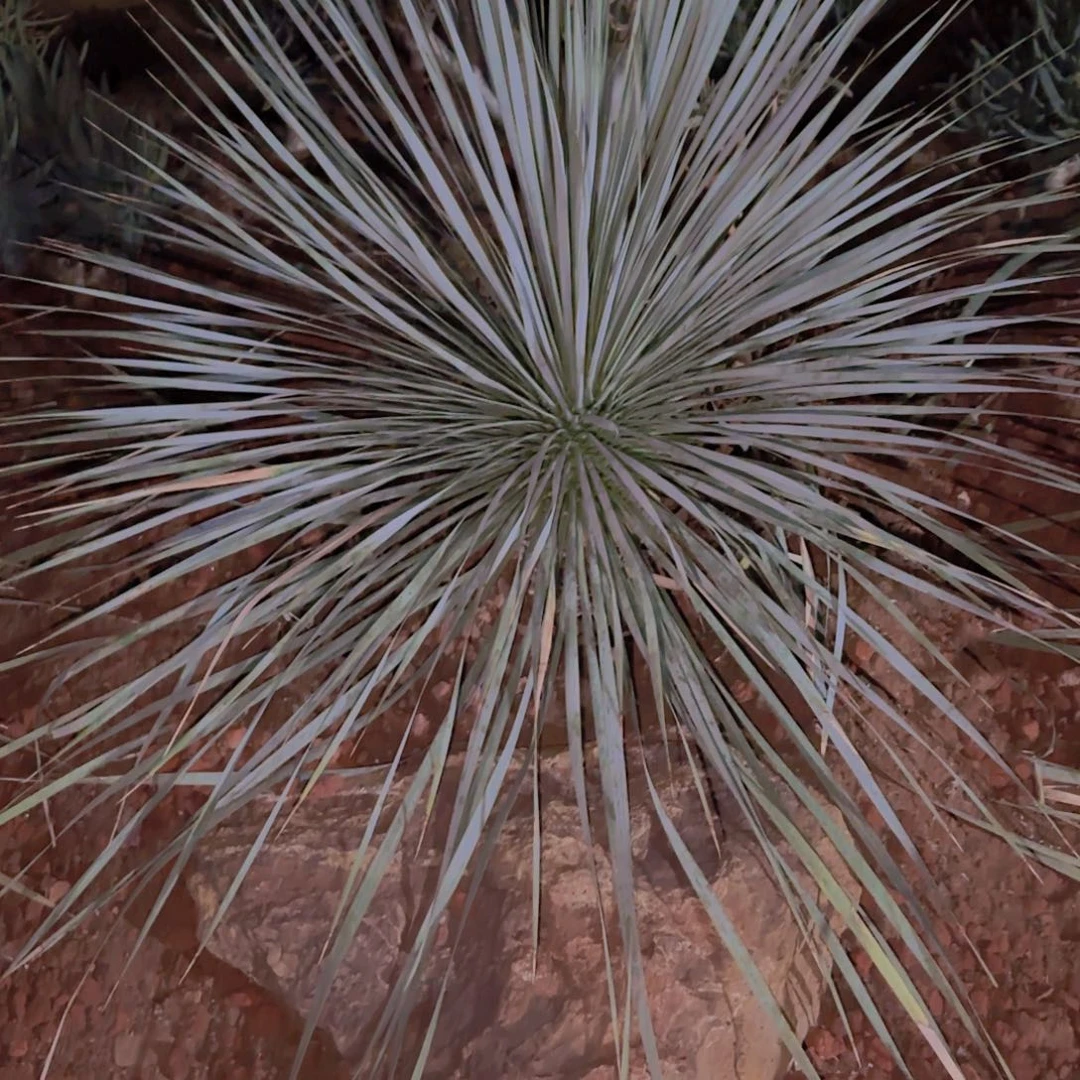 南***哥块根植物块根植物块根植物