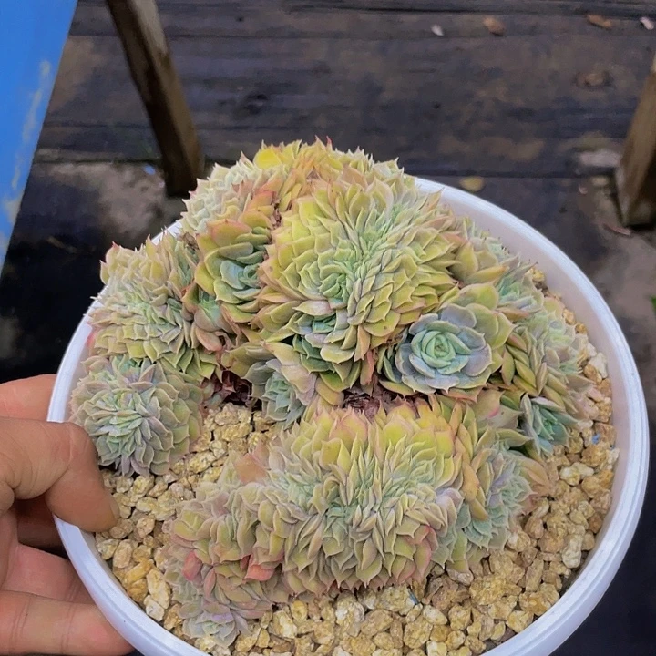 昂缀化哦哦哦哦哦哦哦哦