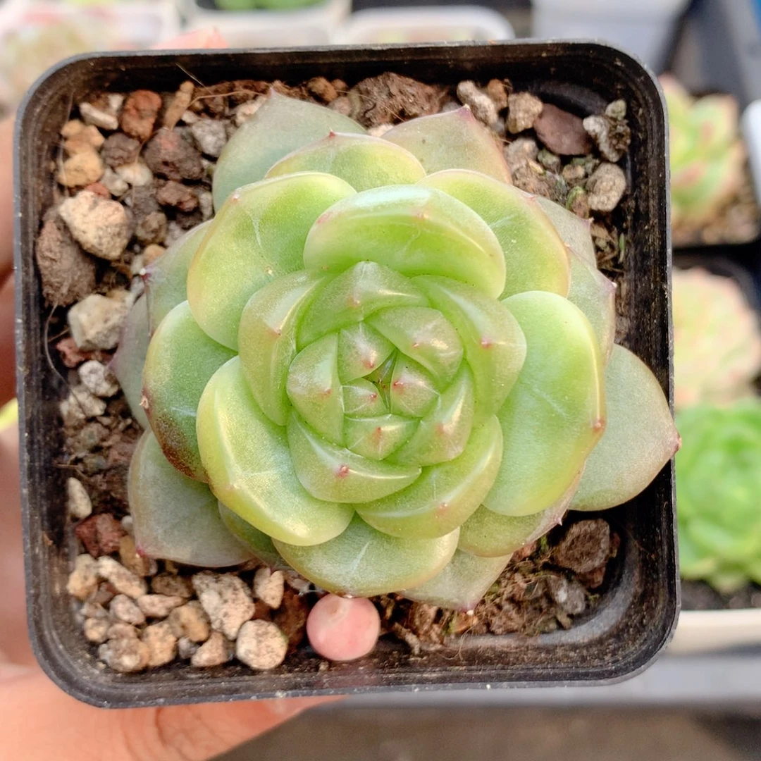 58包邮  群生不包整21