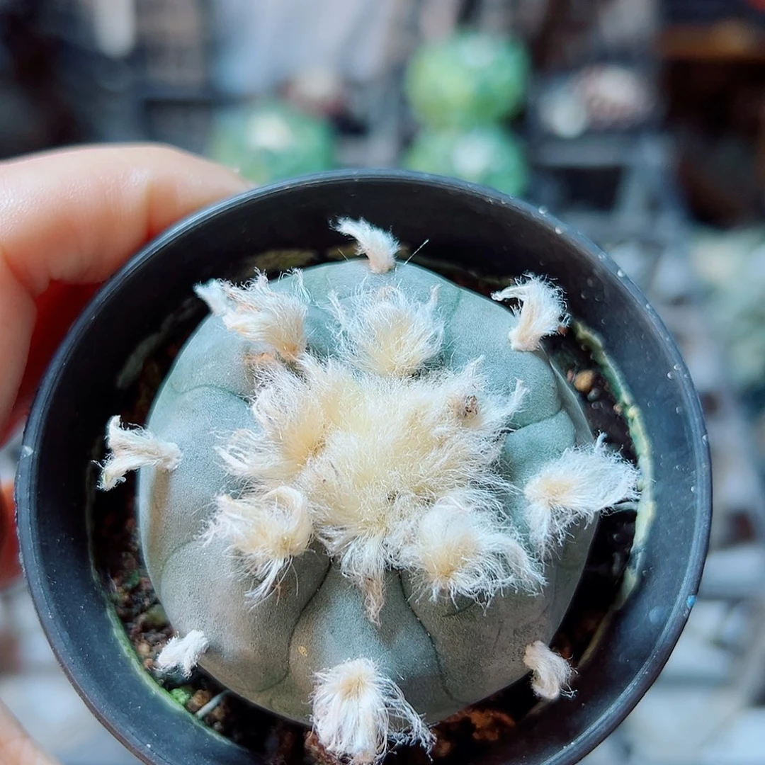 实生长毛kk勒骨乌4.8公分带盆