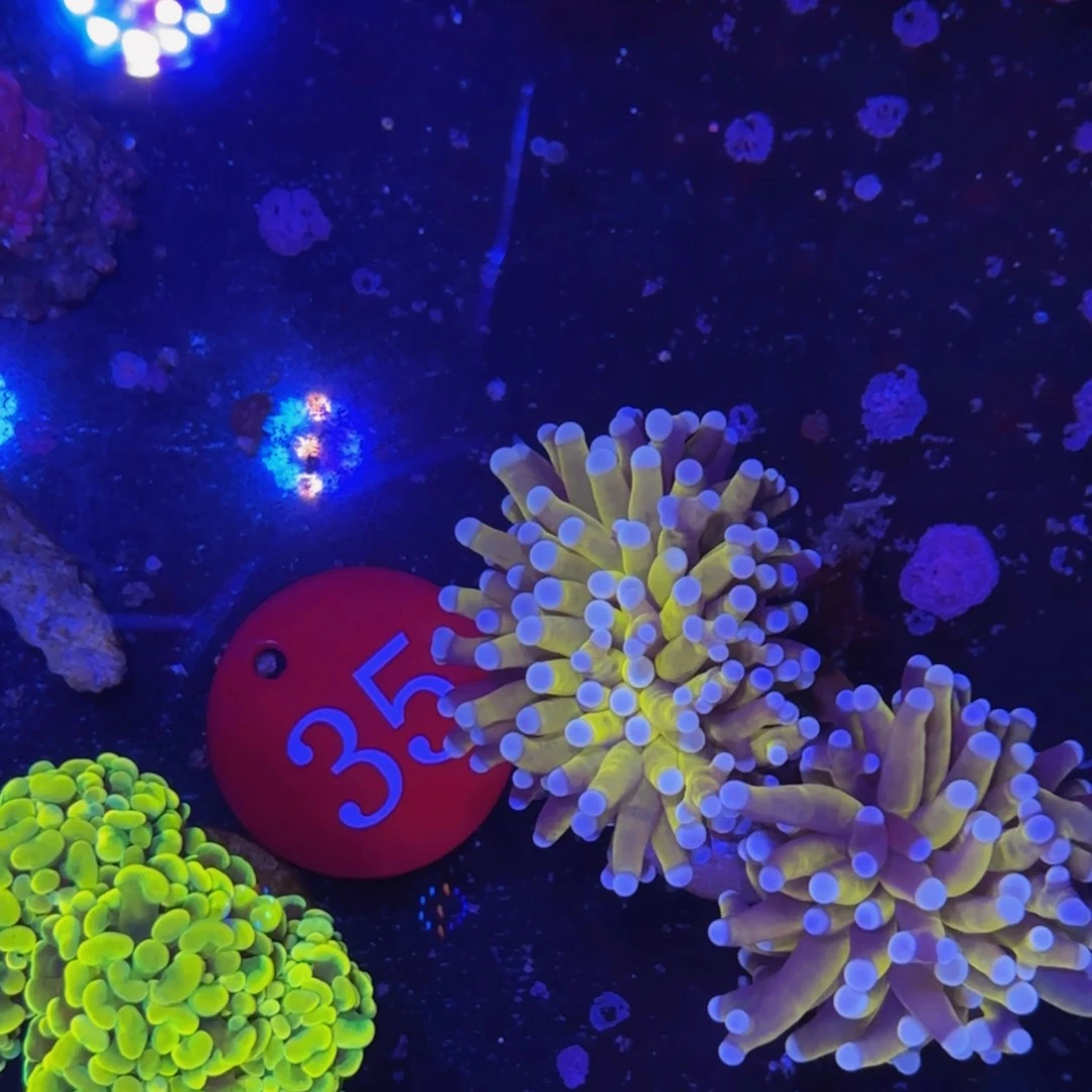 万鱼来朝海水观赏