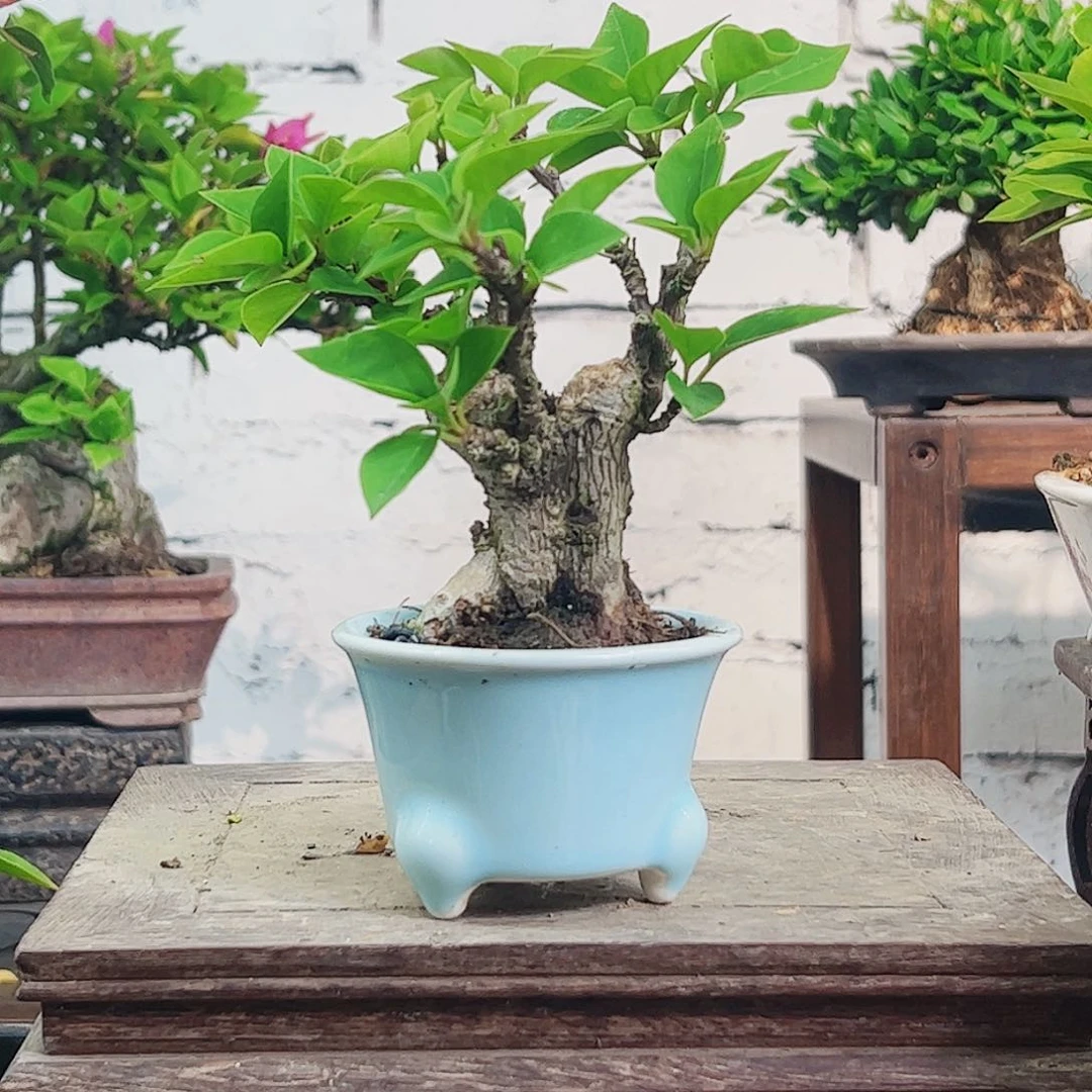 用***3无花朵666666668888