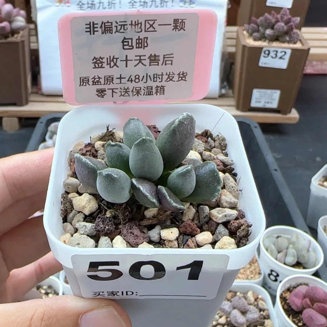 501紫肌海报三代
