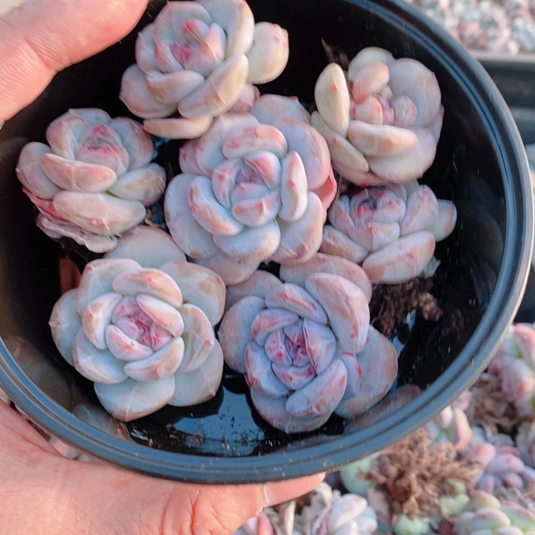 多肉植物精品切糕B565