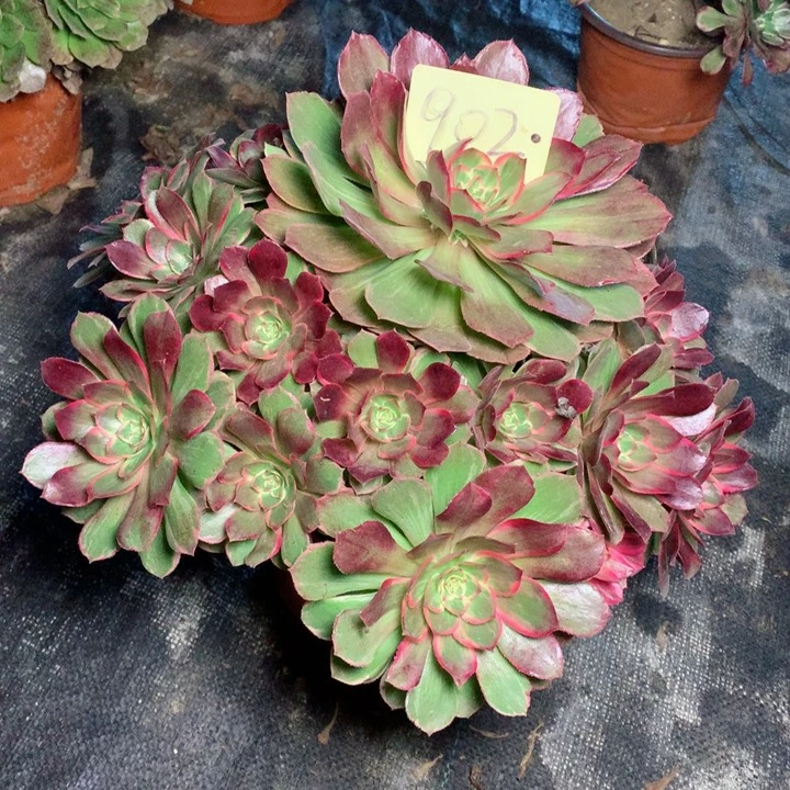 902万花筒多肉一物一拍