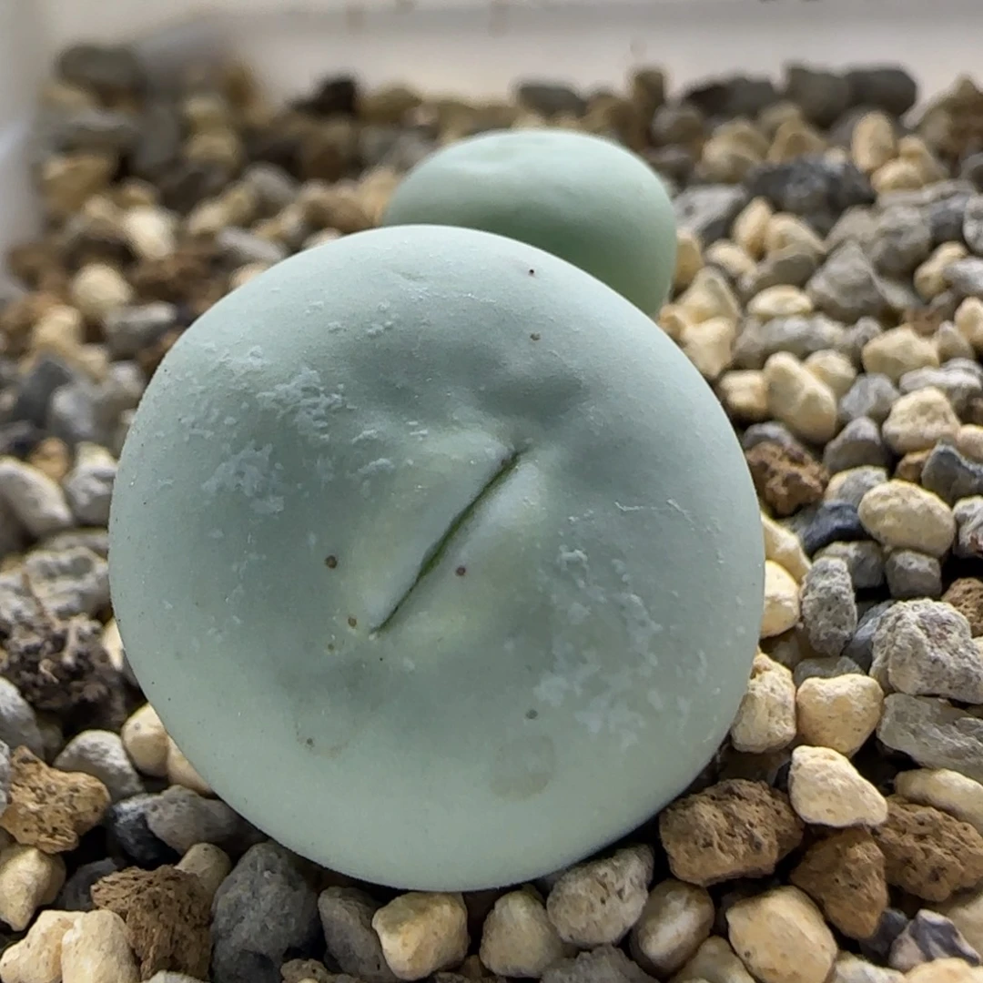 11-5-5-1当天满38包邮嘟嘟嘴v嘴1.7脱土