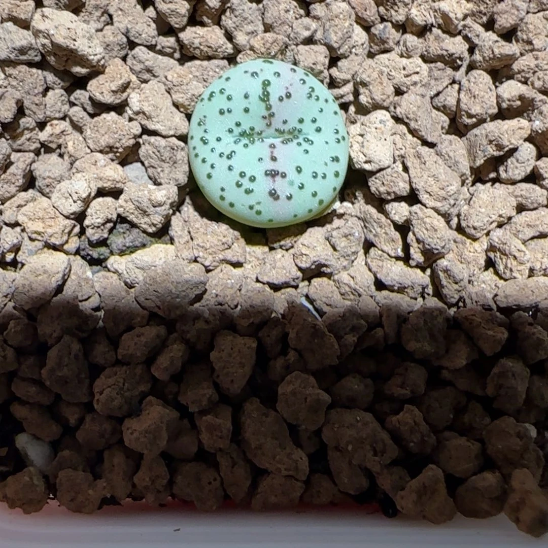 肉锥多肉植物百科-火龙果安贞987