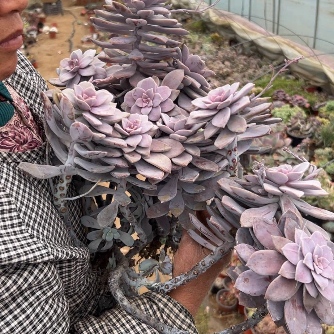 多肉植物华丽风车