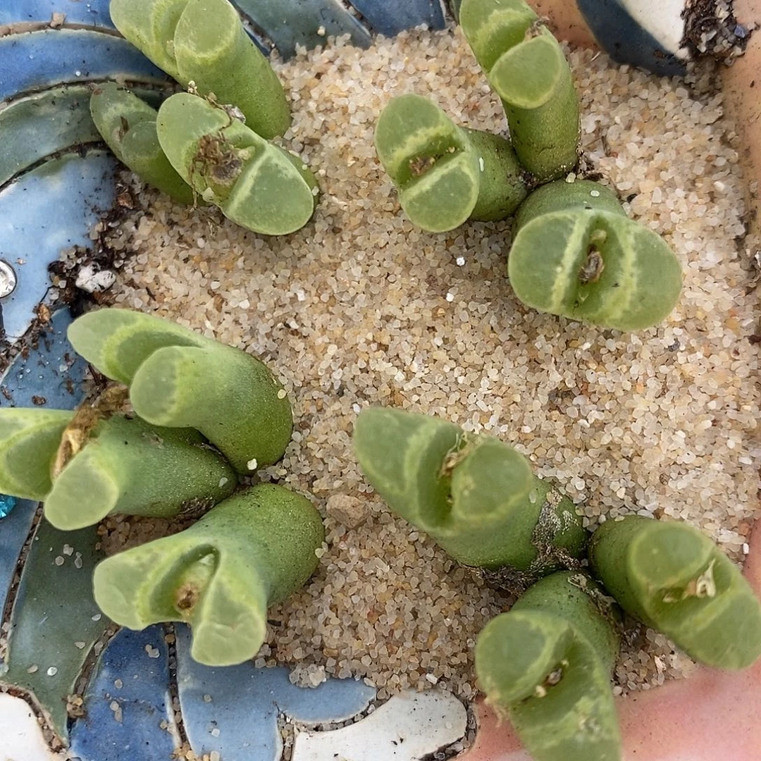 1866三头奶瓶一组。