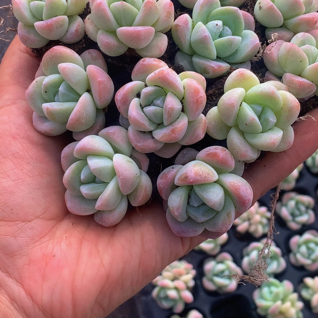 冰玉11颗。（满9.99包邮不满9.99发叶子）