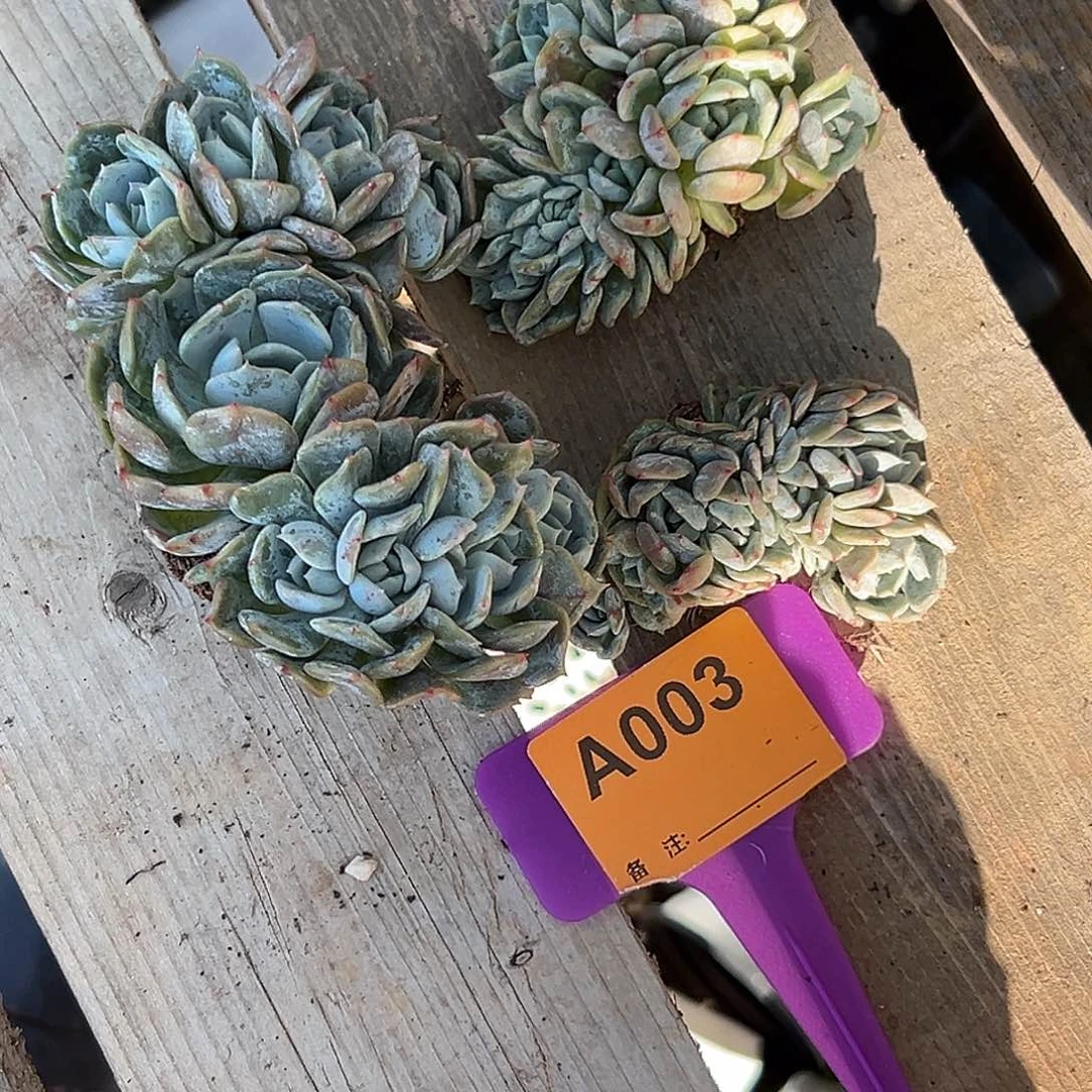 冰***蕾多肉植物一物一拍