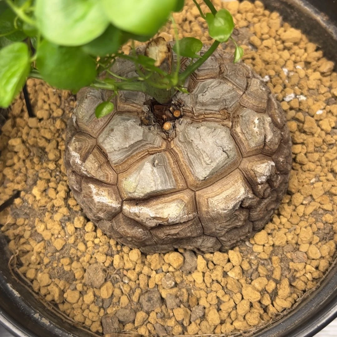 精品盆栽养定的龟甲龙945号