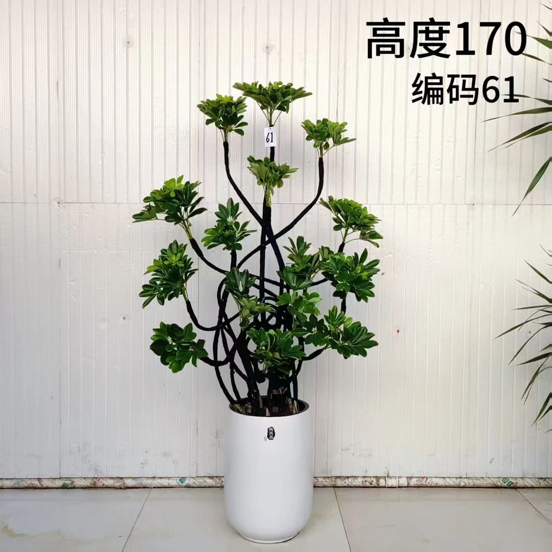 造型招财树瓷盆1米7左右