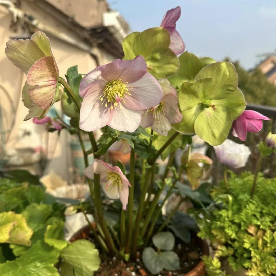 铁筷子【粉色】冰雪玫瑰丛生盆栽庭院阳台爆花强花卉新手