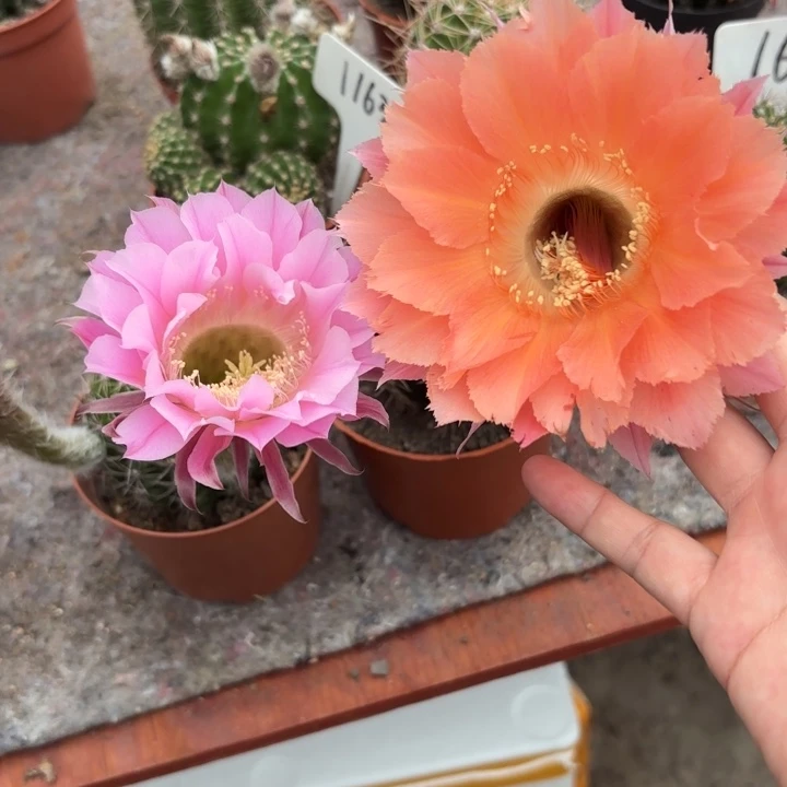 566 1133二个实生彩草