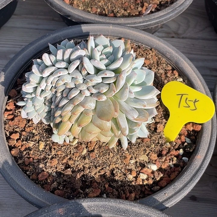 石榴子星影缀化多肉55