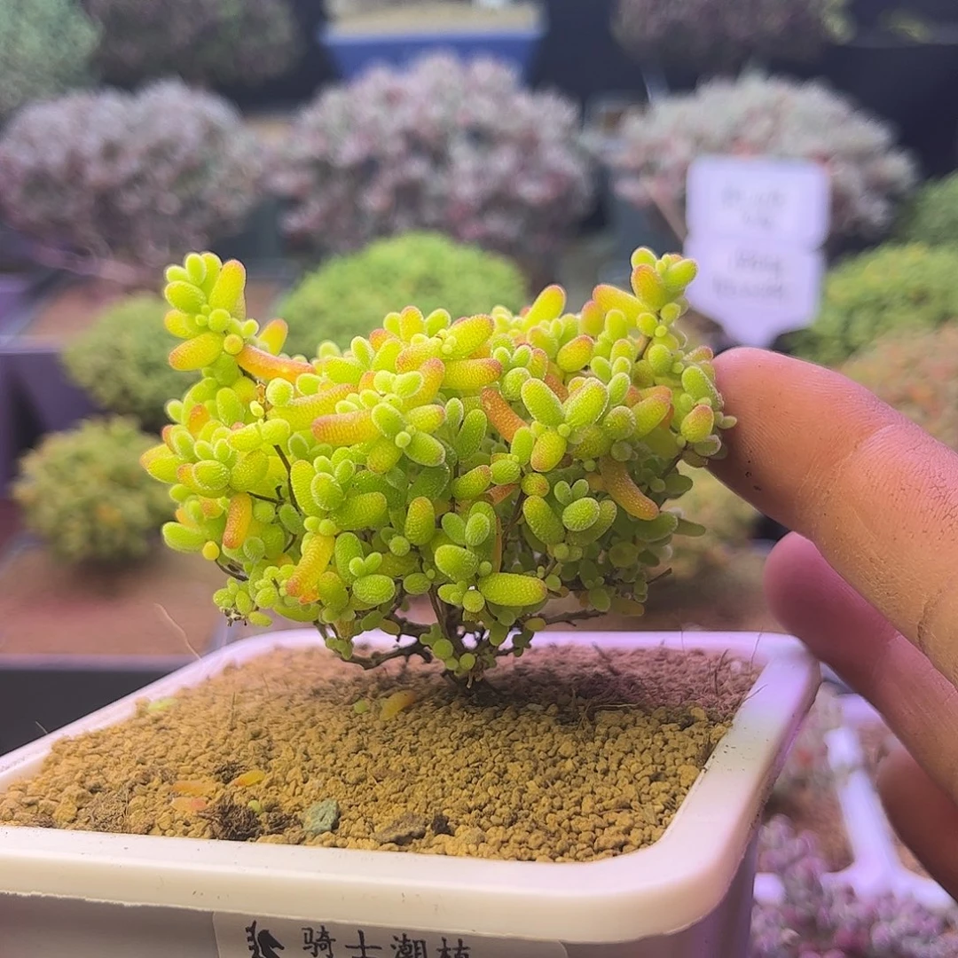 735蜜橘糖球小猫耳朵