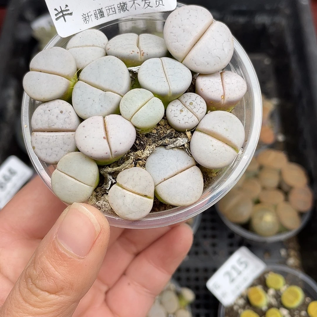 7800000谷他花花花花花