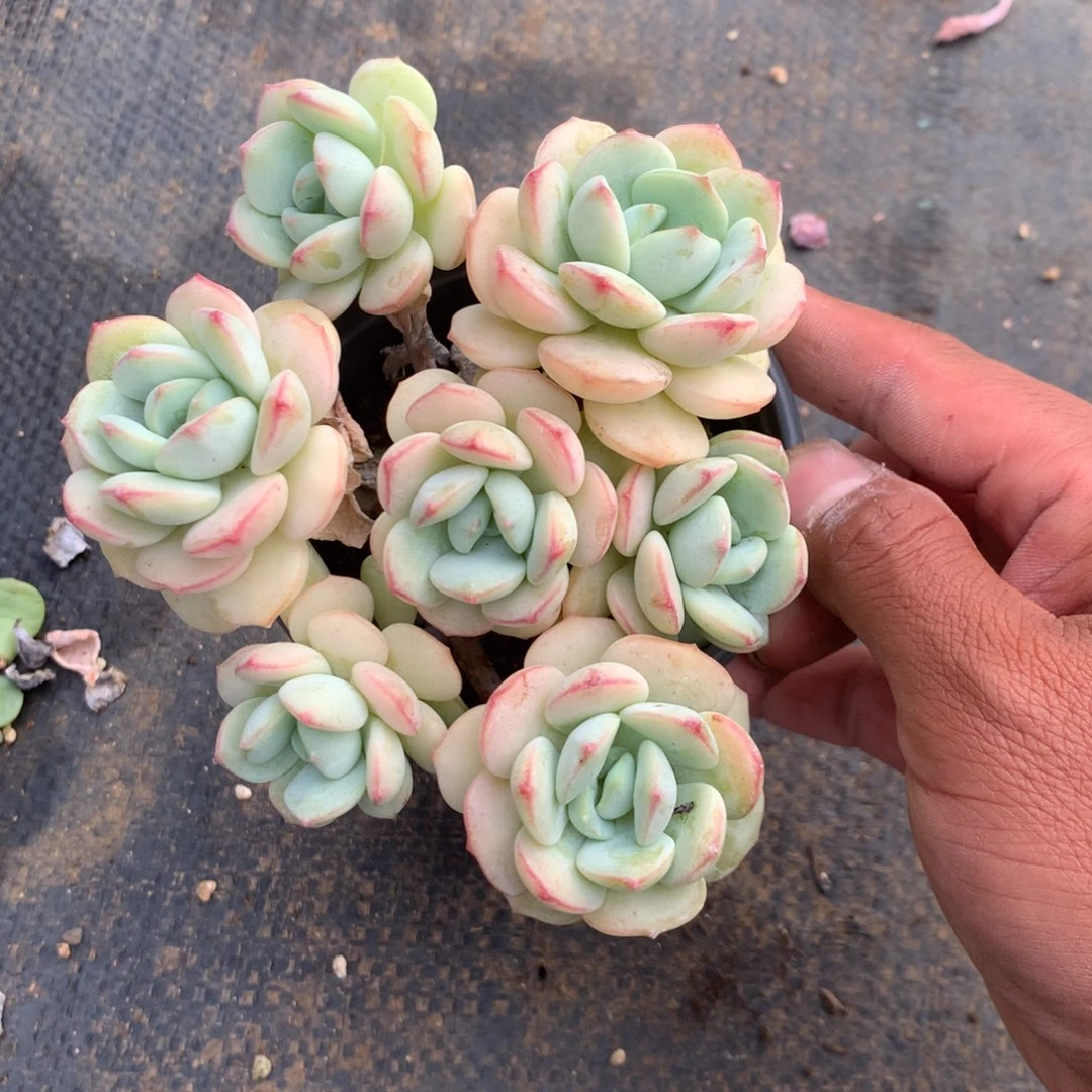 中有个故事就是我们两