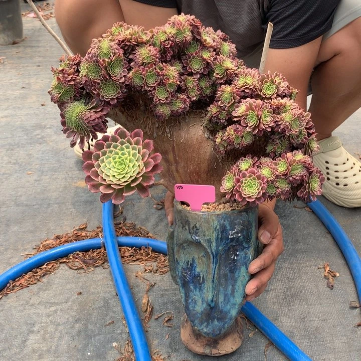 朝霞朵朵脱土不带盆