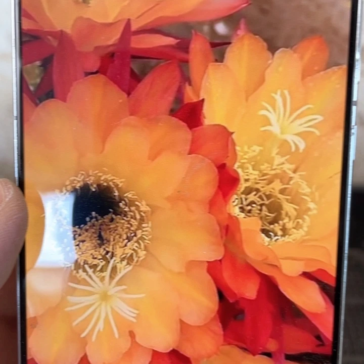 毛花柱法三18公分以上满18包邮