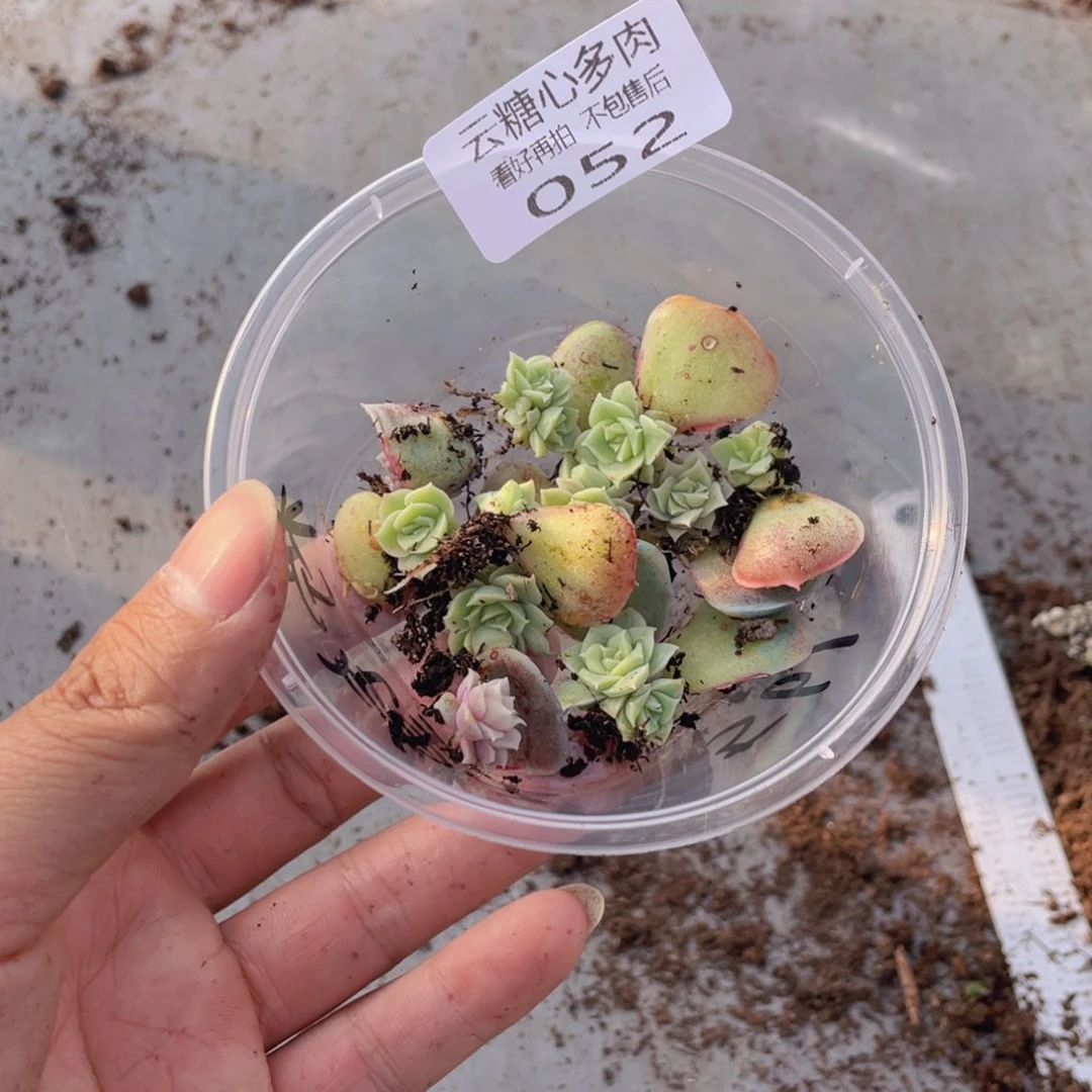 云糖心多肉植物52