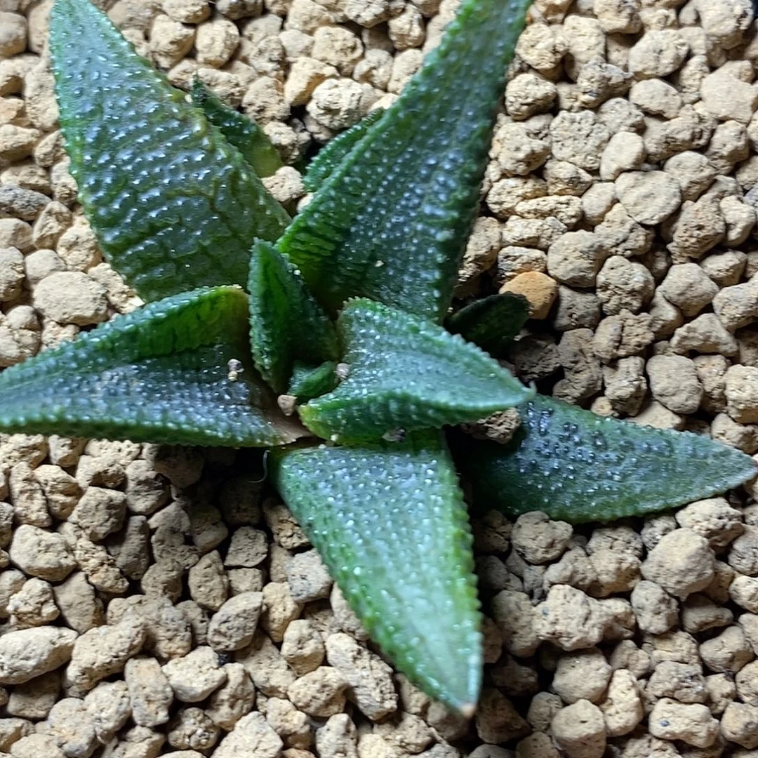 不带盆脱土裸根发货