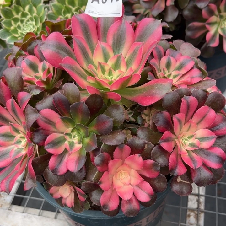 619香妃22厘米左右